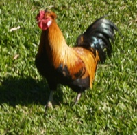 Chicken courses.