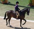 Horse Courses