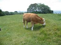 Beef, Dairy, Calf courses