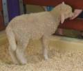 Animal Husbandry Courses