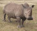 Wildlife Management Courses