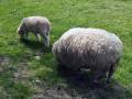 Sheep courses.