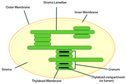 thylakoid.