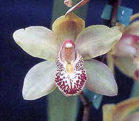 How do you identify orchids?