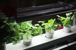 Learn about hydroponic supplies