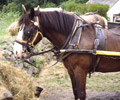 Agriculture