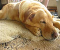 Pet Care