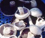 Study the cultivation and production of mushrooms with an online course from ACS Distance Education