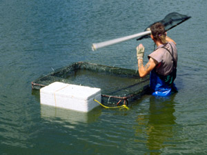 Aquaponics Chloe Blumm