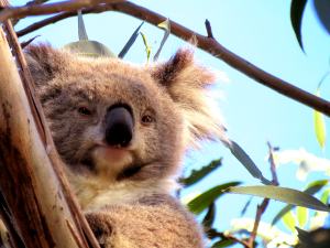 Koala photo