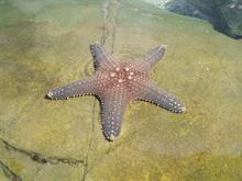 Marine Invertebrates Marine Invertebrates