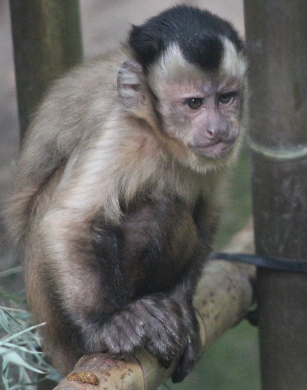 Qualification - PROFICIENCY AWARD IN PRIMATOLOGY, ZOOKEEPING AND WILDLIFE MANAGEMENT BEN212