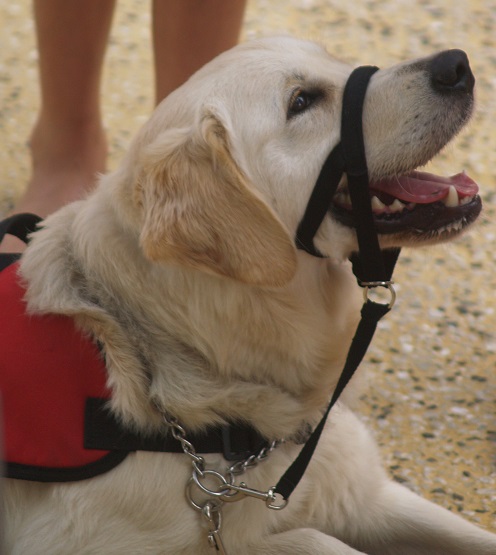DOG CARE  BAG105