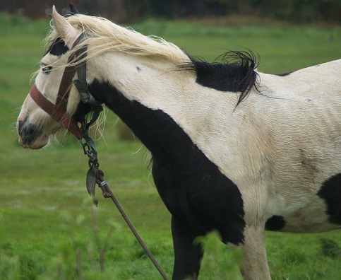 HORSE CARE I  BAG102