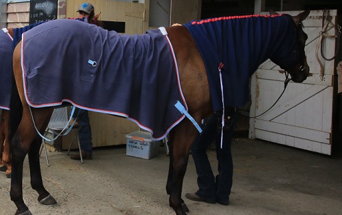 HORSE CARE II  BAG204