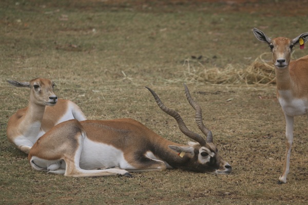 Qualification - ASSOCIATE DIPLOMA IN WILDLIFE MANAGEMENT VEN018