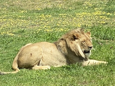 CARNIVORE ZOOLOGY - BEN219