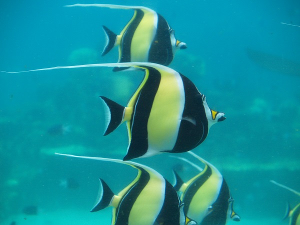Qualification - CERTIFICATE IN MARINE BIOLOGY VEN014