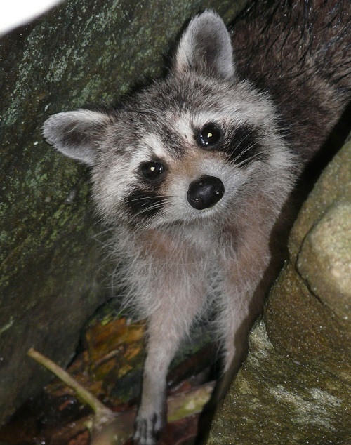 Qualification - CERTIFICATE IN WILDLIFE MANAGEMENT VEN003