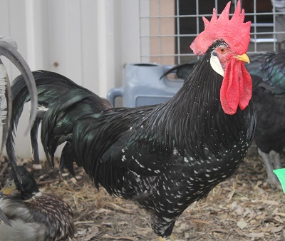 POULTRY BAG208