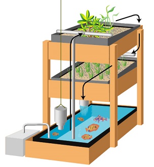Aquaponics Farming System Online Course