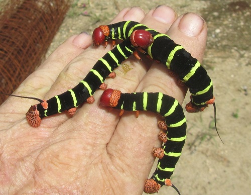 INVERTEBRATE ZOOLOGY BEN218