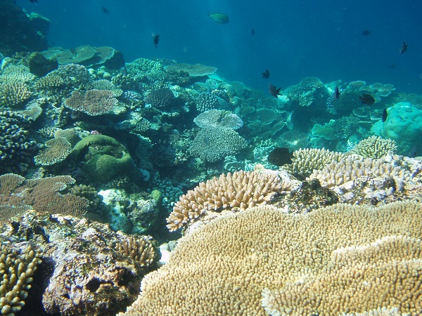 MARINE STUDIES II - BEN203 