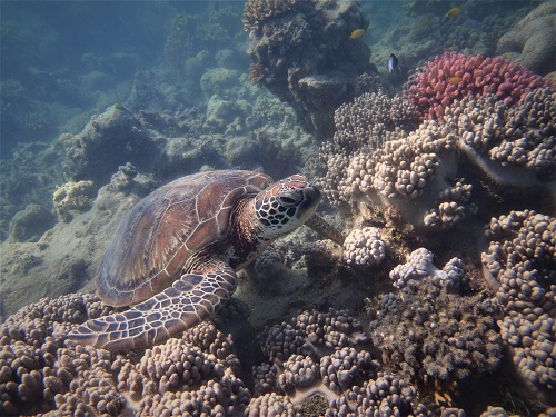 MARINE ECOLOGY BEN304
