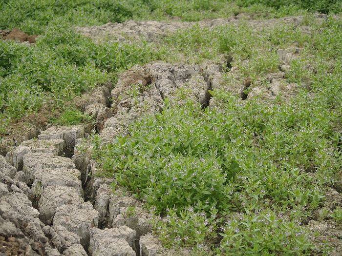 ENVIRONMENTAL ASSESSMENT - BEN301