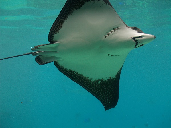 MARINE STUDIES I BEN103 