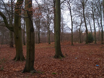 PLANT ECOLOGY BSC305