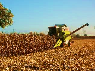 AGRONOMY BAG306