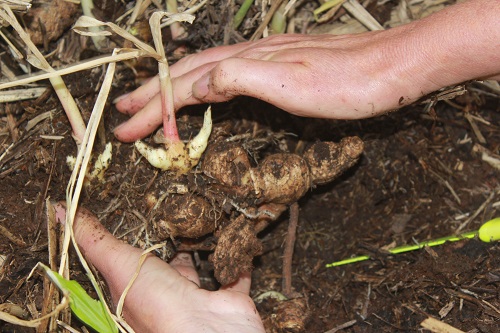 CERTIFICATE IN HORTICULTURE (CROPS)  VHT002