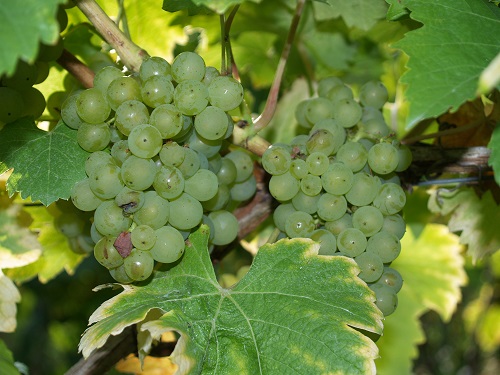 CERTIFICATE IN HORTICULTURE (VITICULTURE) VHT002