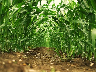 IRRIGATION  (AGRICULTURAL) BAG213