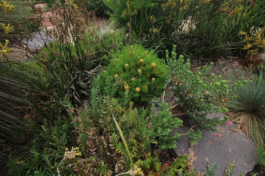 PLANT SELECTION AND ESTABLISHMENT - BHT107