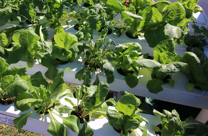 CERTIFICATE IN COMMERCIAL HYDROPONICS VHT089
