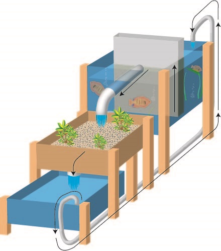 AQUAPONICS BHT319
