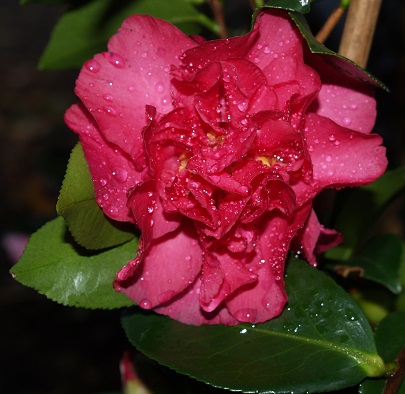 GROWING CAMELLIAS VHT109