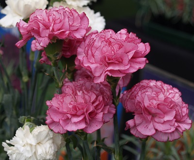 PROFICIENCY AWARD IN CUT FLOWER PRODUCTION VHT045