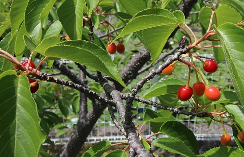 PROFICIENCY AWARD IN FRUIT GROWING (TEMPERATE CLIMATE) VHT048