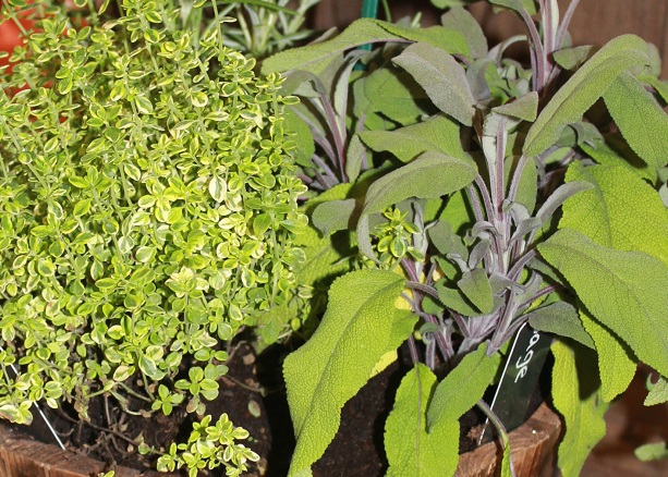 CERTIFICATE IN HORTICULTURE (HERBS) VHT002