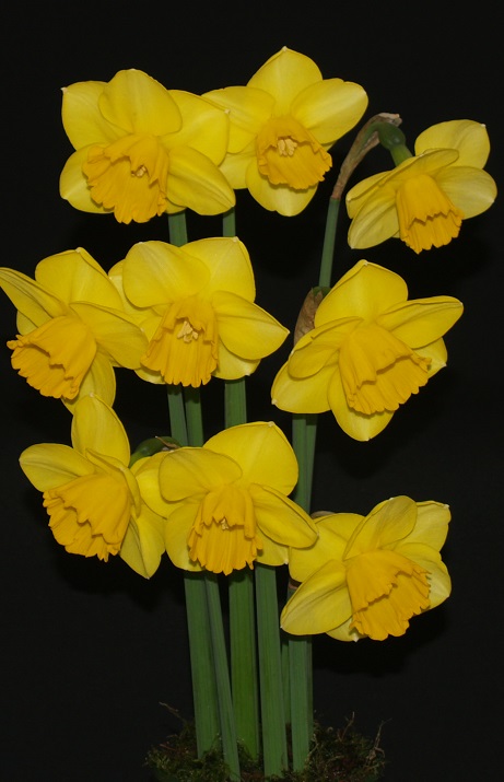CUT FLOWER BULBS     BHT317