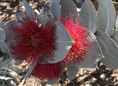 AUSTRALIAN NATIVE TREES   VHT115