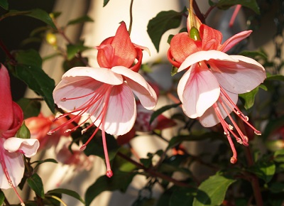 FUCHSIAS  VHT112