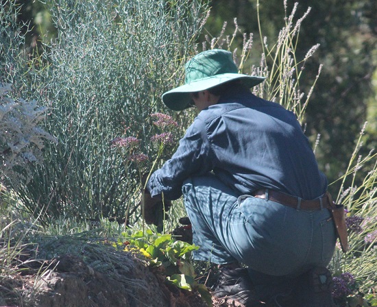 PLANT CONSERVATION BHT346