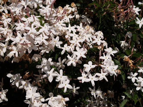 SCENTED PLANTS   BHT229