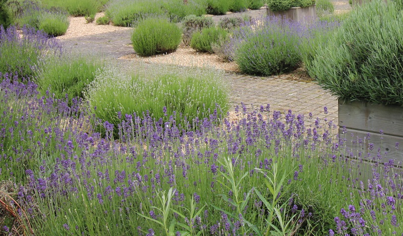 CERTIFICATE IN HERBS  VHT014