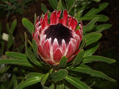 PROTEAS  BHT318