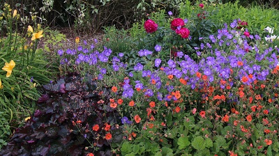 PERENNIALS  BHT316